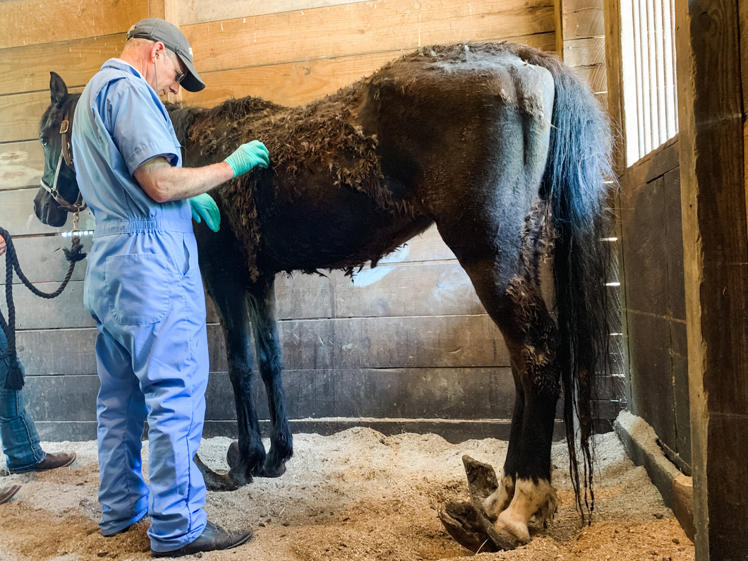 1 Emergency Veterinary Visit - $250